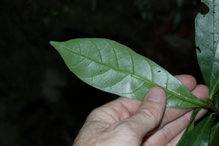 Atractocarpus benthamianus
