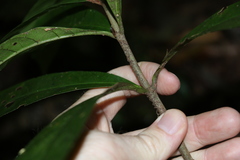 Atractocarpus benthamianus