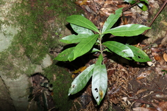 Atractocarpus benthamianus
