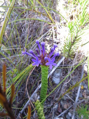 Rhigiophyllum squarrosum