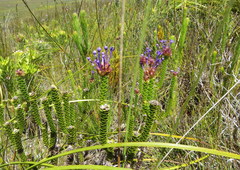 Rhigiophyllum squarrosum