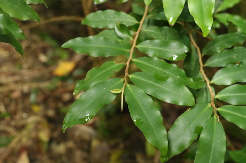 Ardisia bakeri (Ardisia bakeri)