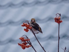 Coccothraustes coccothraustes