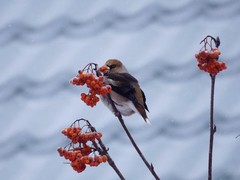 Coccothraustes coccothraustes