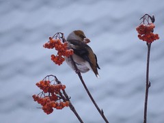 Coccothraustes coccothraustes