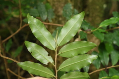 Ardisia bakeri