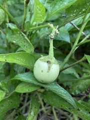Solanum muricatum