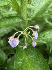 Solanum muricatum