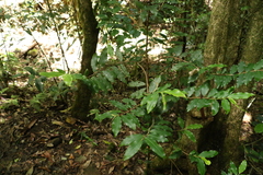 Ardisia bakeri