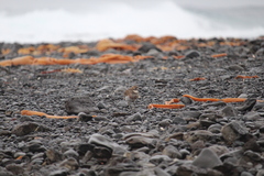 Charadrius bicinctus exilis