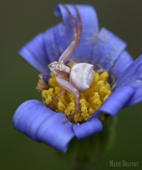 Thomisus citrinellus