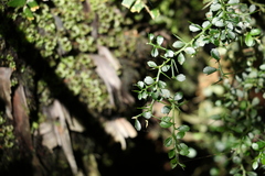 Citrus australasica