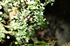 Citrus australasica