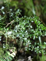 Citrus australasica