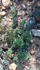 Hermannia diversistipula