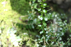 Citrus australasica