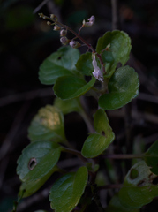 Plectranthus verticillatus