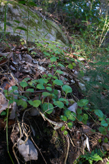 Plectranthus verticillatus