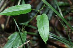 Leichhardtia longiloba