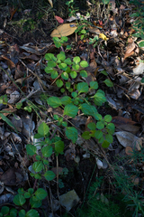 Plectranthus verticillatus