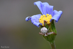 Thomisus citrinellus