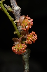 Hancea penangensis
