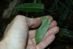 Leichhardtia longiloba