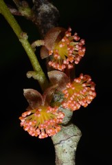 Hancea penangensis