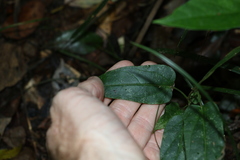 Leichhardtia longiloba