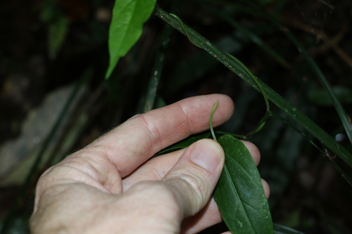 Image of Leichhardtia longiloba by (c) Greg Tasney, some rights reserved (CC BY-SA)