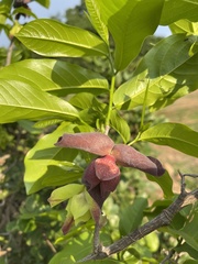 Monodora junodii junodii