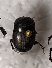 Euonthophagus carbonarius