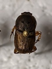 Euoniticellus pallens