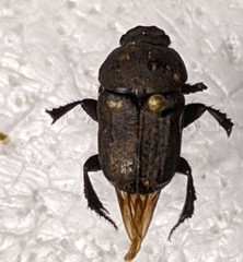 Cheironitis osiridis