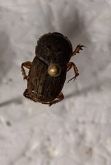 Euoniticellus pallens