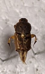 Euoniticellus pallens