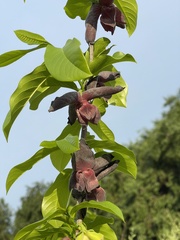 Monodora junodii junodii