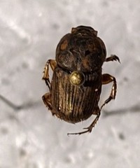 Euoniticellus pallens