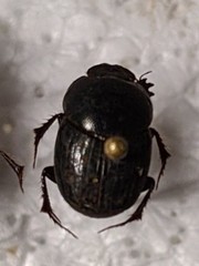 Euonthophagus carbonarius