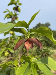 Monodora junodii junodii