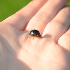 Dicranosterna immaculata