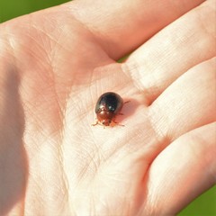 Dicranosterna immaculata