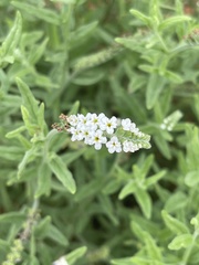 Heliotropium steudneri