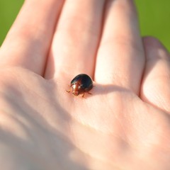 Dicranosterna immaculata