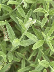 Heliotropium steudneri
