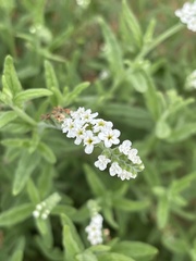 Heliotropium steudneri