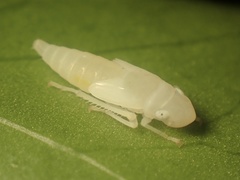 Graphocephala atropunctata