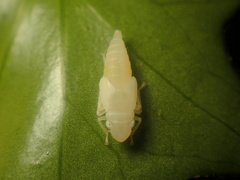Graphocephala atropunctata