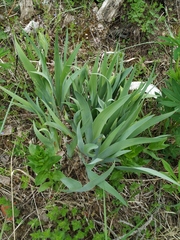 Iris × hybrida