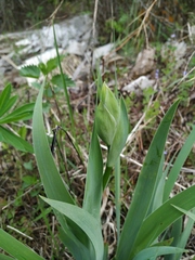 Iris × hybrida